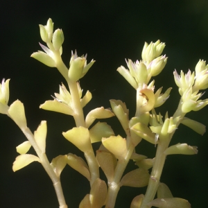 Photographie n°56102 du taxon Sedum stellatum L. [1753]