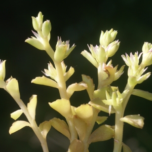  - Sedum stellatum L. [1753]