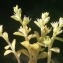  Liliane Roubaudi - Sedum stellatum L. [1753]