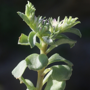  - Sedum stellatum L. [1753]