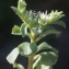  Liliane Roubaudi - Sedum stellatum L. [1753]