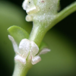 Photographie n°56111 du taxon Theligonum cynocrambe L. [1753]