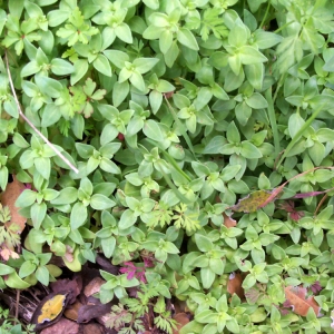 Photographie n°56113 du taxon Theligonum cynocrambe L. [1753]