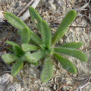 Photographie n°56116 du taxon Alkanna matthioli Tausch [1824]