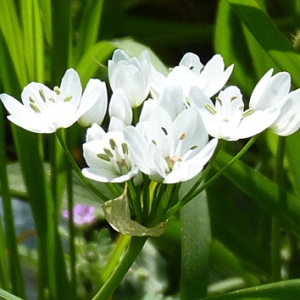 Photographie n°56118 du taxon Allium neapolitanum Cirillo [1788]