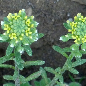 Photographie n°56121 du taxon Alyssum alyssoides (L.) L. [1759]