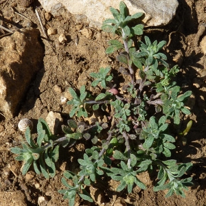 Photographie n°56122 du taxon Alyssum alyssoides (L.) L. [1759]