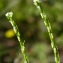  Bertrand BUI - Arabis planisiliqua (Pers.) Rchb. [1838]