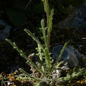  - Biscutella mediterranea Jord. [1864]