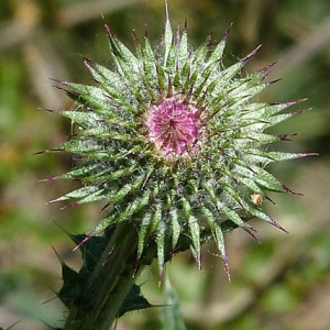 Photographie n°56134 du taxon Carduus nigrescens Vill. [1779]