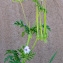  Bertrand BUI - Erodium ciconium (L.) L'Hér. [1789]