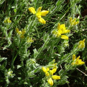 Photographie n°56144 du taxon Genista hispanica L. [1753]