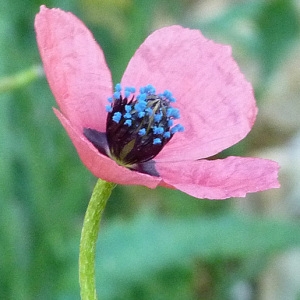 Photographie n°56151 du taxon Papaver hybridum L. [1753]