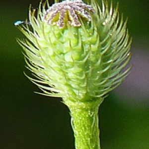 Photographie n°56154 du taxon Papaver hybridum L. [1753]