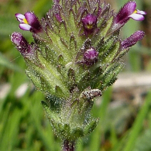 Photographie n°56156 du taxon Parentucellia latifolia (L.) Caruel