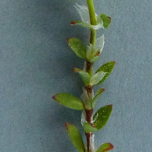 Photographie n°56157 du taxon Paronychia argentea Lam. [1779]