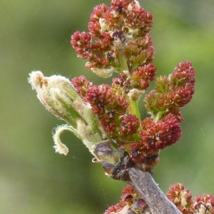 Photographie n°56159 du taxon Pistacia terebinthus L. [1753]