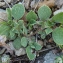  Bertrand BUI - Tripodion tetraphyllum (L.) Fourr. [1868]