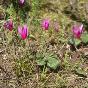 Photographie n°56177 du taxon Cyclamen repandum Sm. [1806]