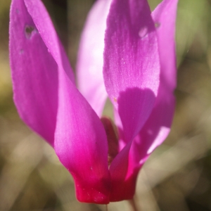 Photographie n°56180 du taxon Cyclamen repandum Sm. [1806]