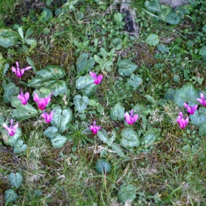 Photographie n°56183 du taxon Cyclamen repandum Sm. [1806]