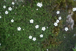 Liliane Roubaudi, le  8 mai 2008 (Col de Teghjime)