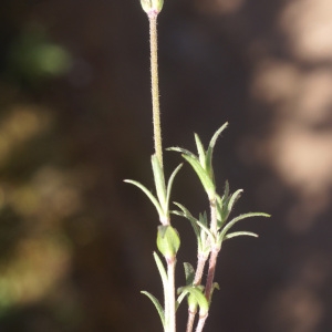  - Cerastium boissierianum Greuter & Burdet [1984]