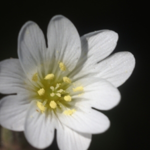  - Cerastium boissierianum Greuter & Burdet [1984]