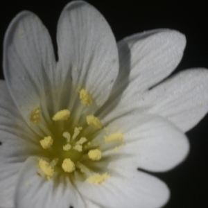 Cerastium boissierianum Greuter & Burdet (Céraiste)