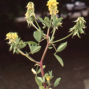 Photographie n°56347 du taxon Trigonella esculenta Willd. [1809]