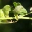  Liliane Roubaudi - Medicago hybrida (Pourr.) Trautv. [1841]