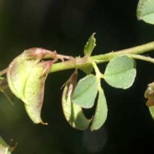 Photographie n°56353 du taxon Medicago hybrida (Pourr.) Trautv. [1841]