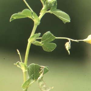  - Medicago hybrida (Pourr.) Trautv. [1841]