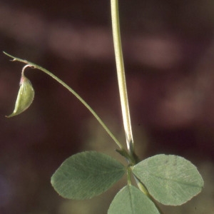  - Medicago hybrida (Pourr.) Trautv. [1841]