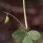  Liliane Roubaudi - Medicago hybrida (Pourr.) Trautv. [1841]