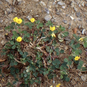  - Medicago hybrida (Pourr.) Trautv. [1841]