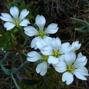 Photographie n°56361 du taxon Cerastium tomentosum L. [1753]