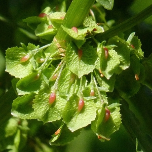  - Rumex cristatus DC. [1813]