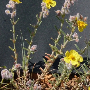 Photographie n°56369 du taxon Helianthemum hirtum (L.) Mill. [1768]