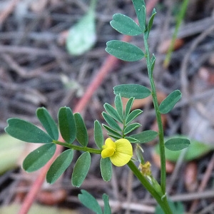 Photographie n°56370 du taxon Hippocrepis biflora Spreng. [1815]