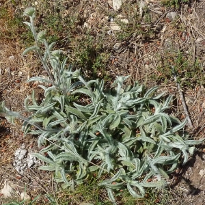 Photographie n°56371 du taxon Inula montana L. [1753]