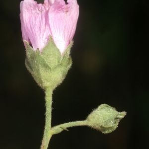 Photographie n°56388 du taxon Althaea cannabina L.