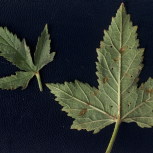 Photographie n°56390 du taxon Althaea cannabina L.