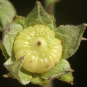 Photographie n°56391 du taxon Althaea cannabina L.