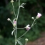  Liliane Roubaudi - Althaea cannabina L.