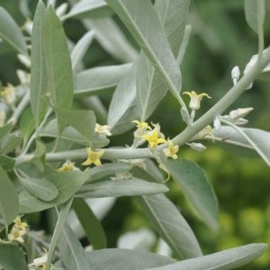 Photographie n°56399 du taxon Elaeagnus angustifolia L. [1753]