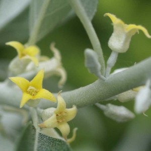 Elaeagnus angustifolia L. (Chalef)
