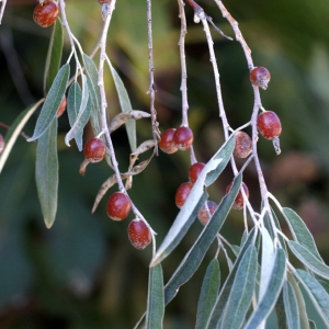 Photographie n°56405 du taxon Elaeagnus angustifolia L. [1753]