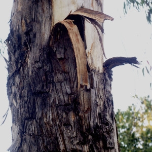Photographie n°56407 du taxon Eucalyptus globulus Labill. [1800]