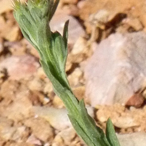 Photographie n°56439 du taxon Centaurea melitensis L. [1753]